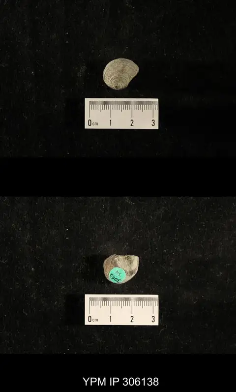 Dokumentasi YPM IP 306138 dengan identifikasi pada sumber Brachytomaria papillosa. Isi dan label gambar dipertahankan.