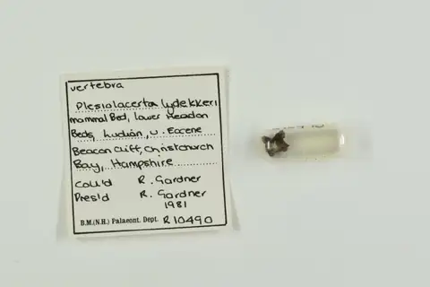 Dokumentasi PV R 10490 dengan identifikasi pada sumber Plesiolacerta lydekkeri. Isi dan label gambar dipertahankan.