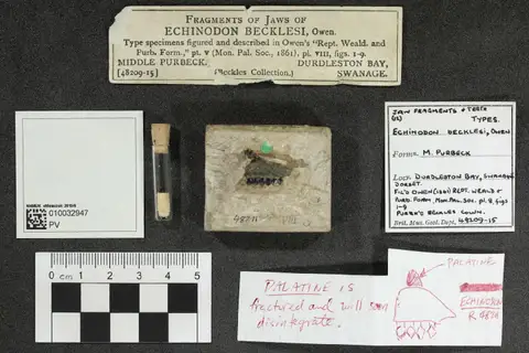 Dokumentasi PV OR 48211 dengan identifikasi pada sumber Echinodon becklesii. Isi dan label gambar dipertahankan.