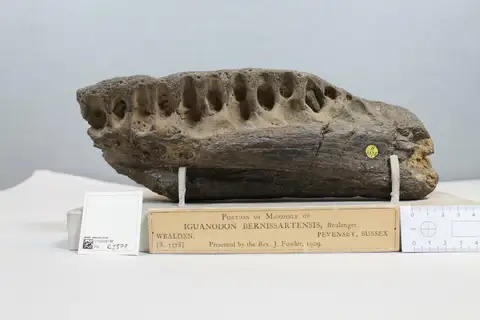 Dokumentasi PV R 3578 dengan identifikasi pada sumber Iguanodon bernissartensis. Isi dan label gambar dipertahankan.