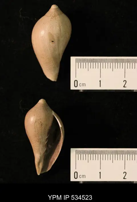 Dokumentasi YPM IP 534523 dengan identifikasi pada sumber Caricella pyruloides. Isi dan label gambar dipertahankan.