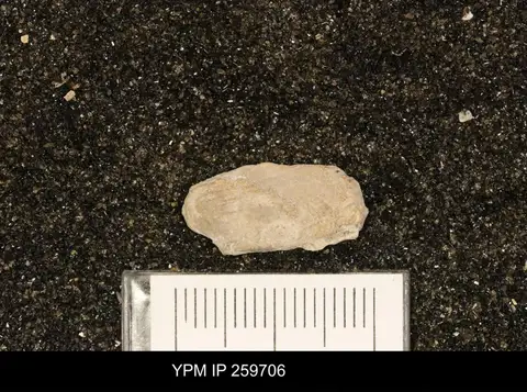 Dokumentasi YPM IP 259706 dengan identifikasi pada sumber Leptosolen biplicata. Isi dan label gambar dipertahankan.