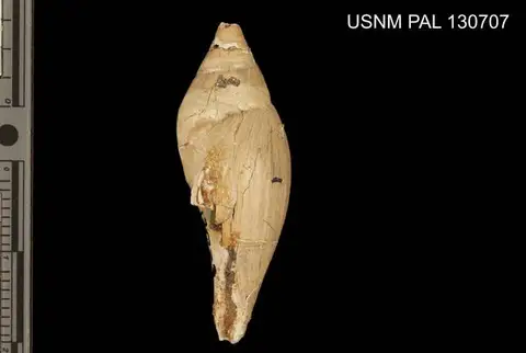 Dokumentasi USNM PAL130707 dengan identifikasi pada sumber Liopeplum cretaceum. Isi dan label gambar dipertahankan.