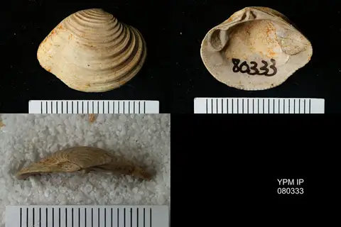 Dokumentasi YPM IP 080333 dengan identifikasi pada sumber Lirodiscus tellinoides. Isi dan label gambar dipertahankan.