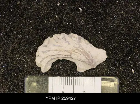 Dokumentasi YPM IP 259427 dengan identifikasi pada sumber Agerostrea falcata. Isi dan label gambar dipertahankan.