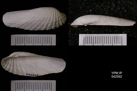 Dokumentasi YPM IP 542592 dengan identifikasi pada sumber Petricolaria pholadiformis. Isi dan label gambar dipertahankan.