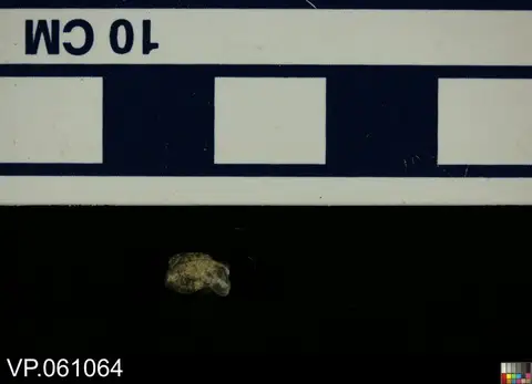 Dokumentasi YPM VP 061064 dengan identifikasi pada sumber Myledaphus bipartitus. Isi dan label gambar dipertahankan.