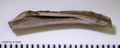 Dokumentasi USNM PAL617459 dengan identifikasi pada sumber Scapherpeton tectum. Isi dan label gambar dipertahankan.