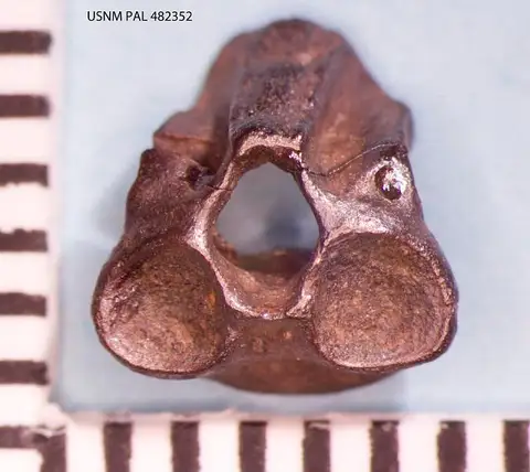 Dokumentasi USNM PAL482352 dengan identifikasi pada sumber Opisthotriton kayi. Isi dan label gambar dipertahankan.