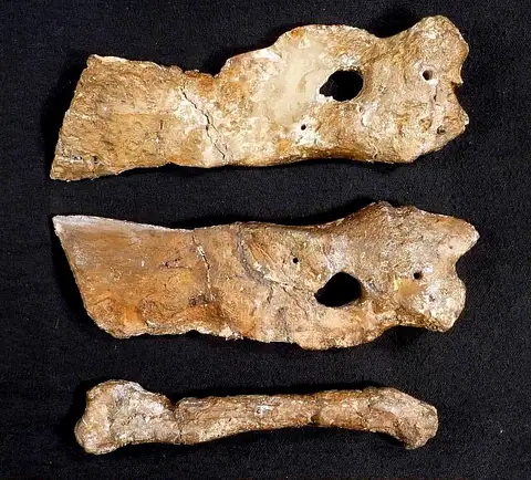 Dokumentasi USNM V12261 dengan identifikasi pada sumber Alabamornis gigantea. Isi dan label gambar dipertahankan.