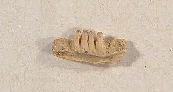 Dokumentasi USNM V10751 dengan identifikasi pada sumber Odaxosaurus obliquus. Isi dan label gambar dipertahankan.