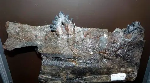 Dokumentasi USNM PAL183022 dengan identifikasi pada sumber Llanocetus denticrenatus. Isi dan label gambar dipertahankan.