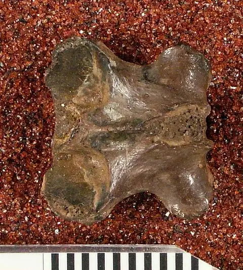 Dokumentasi USNM V10864 dengan identifikasi pada sumber Palaeosaniwa canadensis. Isi dan label gambar dipertahankan.