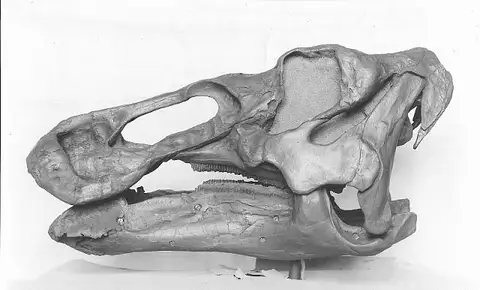 Dokumentasi USNM V12711 dengan identifikasi pada sumber Edmontosaurus regalis. Isi dan label gambar dipertahankan.