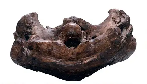 Dokumentasi YPM VP 003741 dengan identifikasi pada sumber Panoplosaurus rugosidens. Isi dan label gambar dipertahankan.