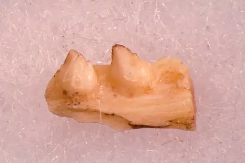 Dokumentasi USNM V16517 dengan identifikasi pada sumber Tinosaurus stenodon. Isi dan label gambar dipertahankan.