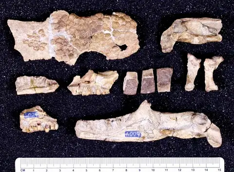 Dokumentasi USNM V6004 dengan identifikasi pada sumber Glyptosaurus hillsi. Isi dan label gambar dipertahankan.