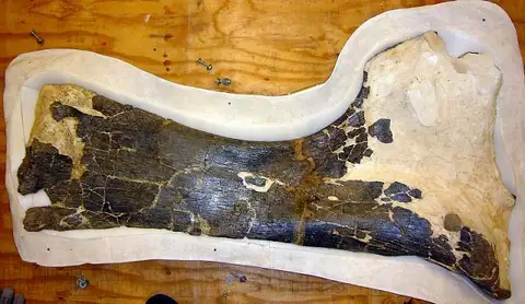 Dokumentasi USNM V10486 dengan identifikasi pada sumber Alamosaurus sanjuanensis. Isi dan label gambar dipertahankan.