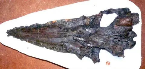 Dokumentasi USNM V25210 dengan identifikasi pada sumber Aetiocetus cotylalveus. Isi dan label gambar dipertahankan.
