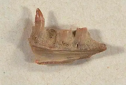 Dokumentasi USNM V10797 dengan identifikasi pada sumber Parasaniwa wyomingensis. Isi dan label gambar dipertahankan.