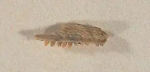 Dokumentasi USNM V10689 dengan identifikasi pada sumber Exostinus lancensis. Isi dan label gambar dipertahankan.