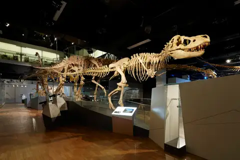 Dokumentasi P 206970 dengan identifikasi pada sumber Tarbosaurus bataar. Isi dan label gambar dipertahankan.