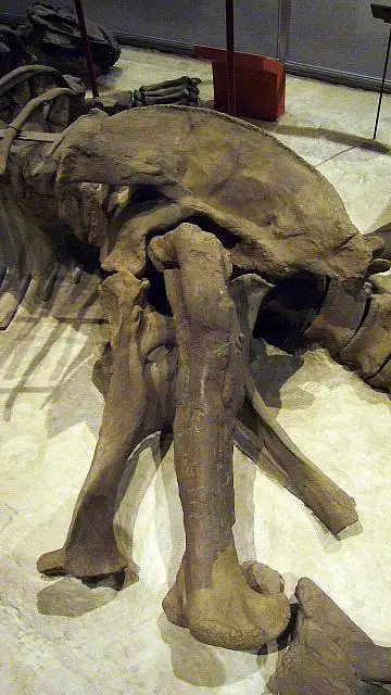 Dokumentasi USNM V13786 dengan identifikasi pada sumber Camarasaurus lentus. Isi dan label gambar dipertahankan.