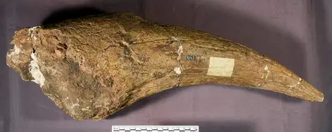 Dokumentasi USNM V2147 dengan identifikasi pada sumber Triceratops prorsus. Isi dan label gambar dipertahankan.
