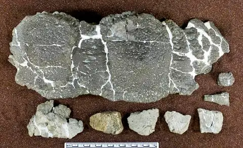 Dokumentasi USNM V7943 dengan identifikasi pada sumber Dyoplosaurus acutosquameus. Isi dan label gambar dipertahankan.