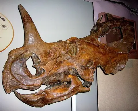 Dokumentasi USNM V8897 dengan identifikasi pada sumber Centrosaurus apertus. Isi dan label gambar dipertahankan.