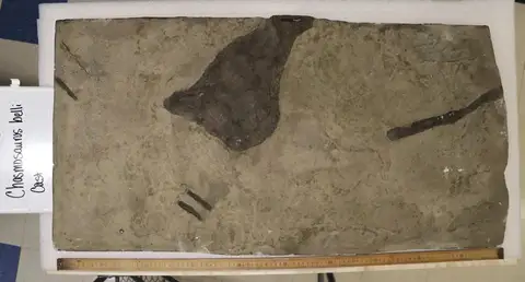 Dokumentasi YPM VP 066019 dengan identifikasi pada sumber Chasmosaurus belli. Isi dan label gambar dipertahankan.