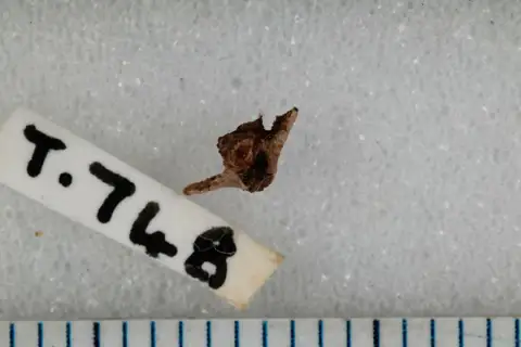 Dokumentasi PV RUT 748 dengan identifikasi pada sumber Gephyrosaurus bridensis. Isi dan label gambar dipertahankan.
