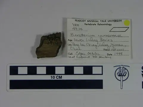 Dokumentasi YPM VP 004914 dengan identifikasi pada sumber Bienotherium yunnanense. Isi dan label gambar dipertahankan.