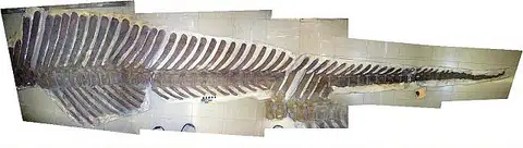 Dokumentasi USNM V13492 dengan identifikasi pada sumber Parasaurolophus tubicen. Isi dan label gambar dipertahankan.