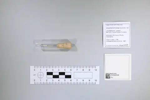 Dokumentasi PV M 46789 dengan identifikasi pada sumber Shuotherium dongi. Isi dan label gambar dipertahankan.