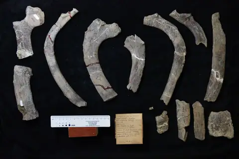 Dokumentasi YPM VP 013403 dengan identifikasi pada sumber Macrodelphinus kelloggi. Isi dan label gambar dipertahankan.