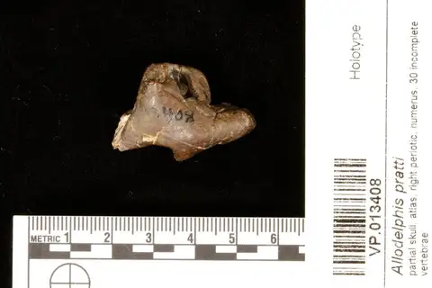 Dokumentasi YPM VP 013408 dengan identifikasi pada sumber Allodelphis pratti. Isi dan label gambar dipertahankan.