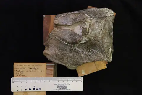 Dokumentasi YPM VP 013405 dengan identifikasi pada sumber Miodelphis californicus. Isi dan label gambar dipertahankan.
