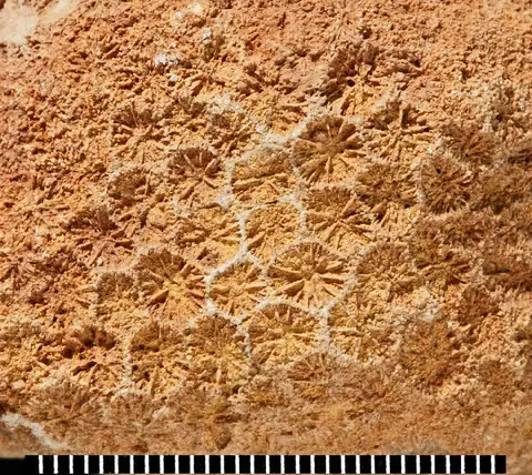 Dokumentasi PI AZ 3115 dengan identifikasi pada sumber Antiguastrea cellulosa. Isi dan label gambar dipertahankan.