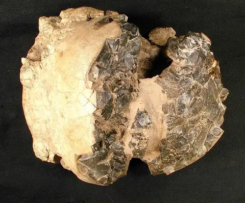 Dokumentasi USNM V12031 dengan identifikasi pada sumber Pachycephalosaurus wyomingensis. Isi dan label gambar dipertahankan.