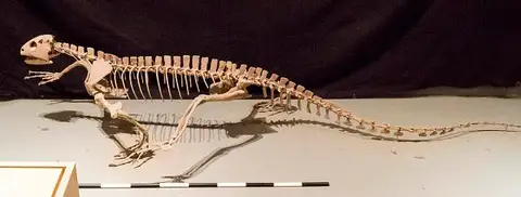Dokumentasi USNM V21374 dengan identifikasi pada sumber Trilophosaurus buettneri. Isi dan label gambar dipertahankan.