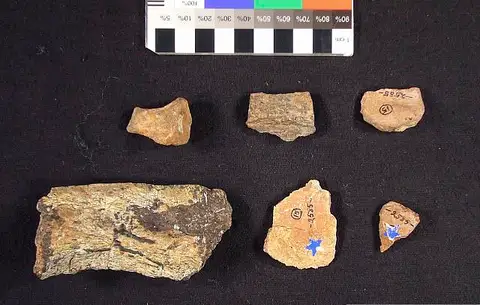 Dokumentasi USNM V2585 dengan identifikasi pada sumber Typothorax coccinarum. Isi dan label gambar dipertahankan.