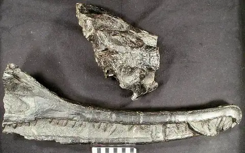 Dokumentasi USNM PAL214513 dengan identifikasi pada sumber Rutiodon carolinensis. Isi dan label gambar dipertahankan.