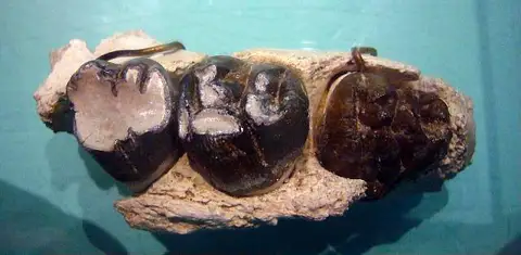 Dokumentasi USNM PAL356680 dengan identifikasi pada sumber Metaxytherium floridanum. Isi dan label gambar dipertahankan.