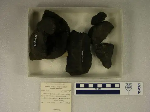 Dokumentasi YPM VP 000436 dengan identifikasi pada sumber Cimoliasaurus magnus. Isi dan label gambar dipertahankan.