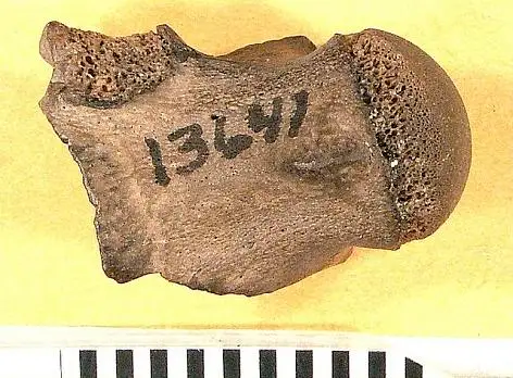 Dokumentasi USNM V13641 dengan identifikasi pada sumber Palaeophis virginianus. Isi dan label gambar dipertahankan.