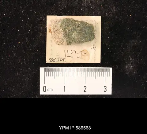 Dokumentasi YPM IP 586568 dengan identifikasi pada sumber Linnarssonella girtyi. Isi dan label gambar dipertahankan.