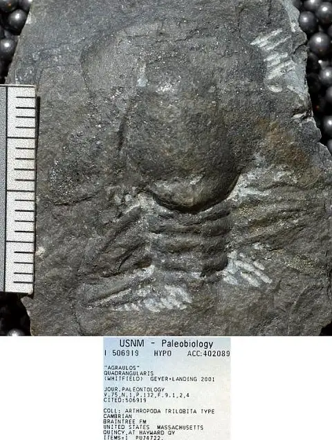 Dokumentasi USNM PAL506919 dengan identifikasi pada sumber Agraulos quadrangularis. Isi dan label gambar dipertahankan.
