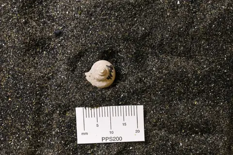 Dokumentasi YPM IP 004196 dengan identifikasi pada sumber Philoxene laevis. Isi dan label gambar dipertahankan.