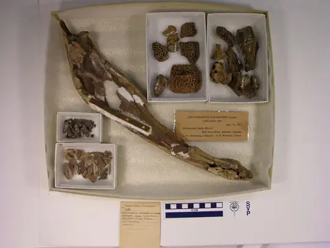 Dokumentasi YPM VP 000284 dengan identifikasi pada sumber Leidyosuchus canadensis. Isi dan label gambar dipertahankan.